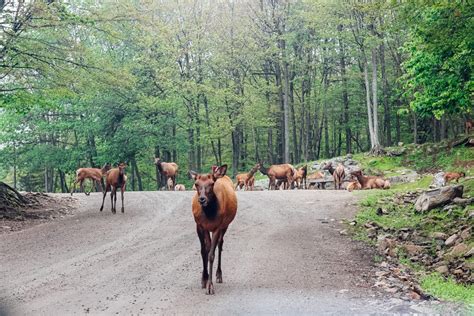 parc omega visite|parc omega canada website.